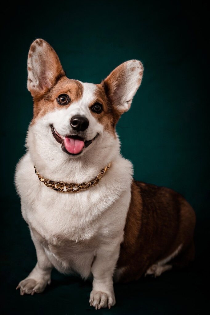 dog, corgi, pet